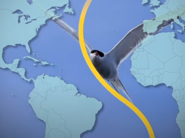 Springbok Casino Marvels at Bird Migration in “Wings Over South Africa” Feature