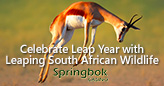 Springbok Casino Celebrates Leap Year with Leaping Wildlife Feature