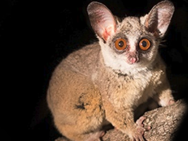 Take a Night Safari and Enjoy Fascinating South African Nocturnal Animals