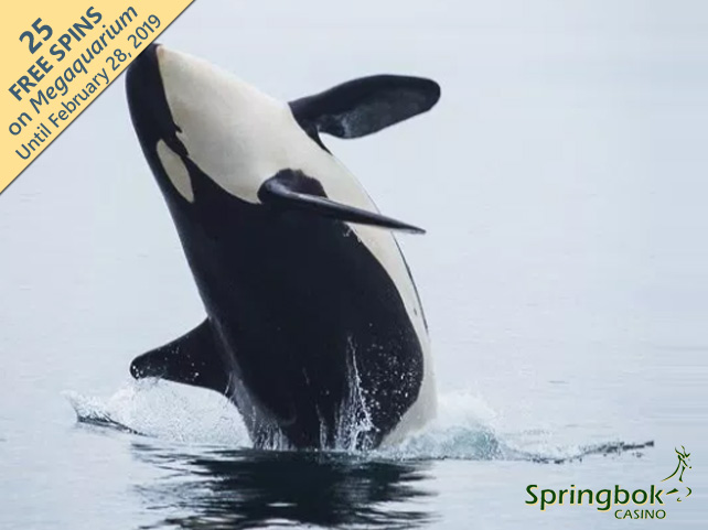 Springbok Casino Pays Tribute to the Magnificent Whales of South Africa’s Oceans