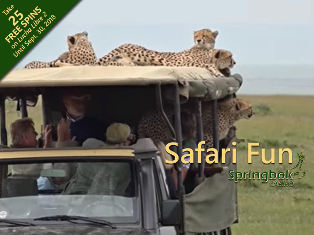 Safari Fun Videos and Free Spins on Lucha Libre 2