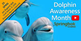 Springbok Casino celebrating dolphins