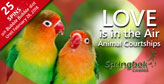 Love Is In The Air at Springbok Casino