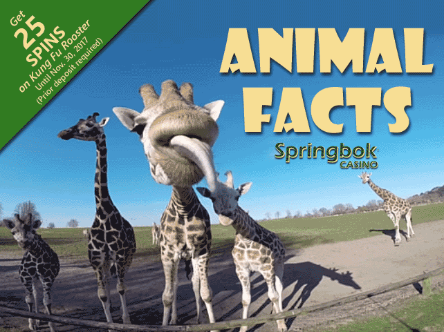 Springbok Casino focuses on nature