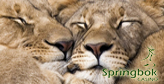 Celebrate St Valentine’s Day with Springbok Casino