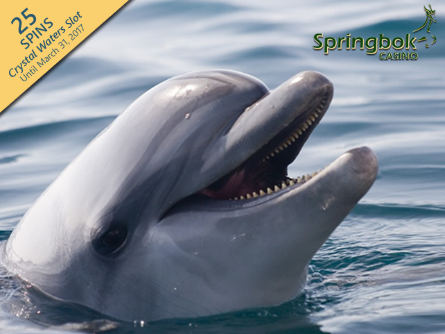 Dolphin Awareness at Springbok Casino