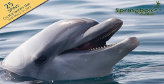 Dolphin Awareness at Springbok Casino